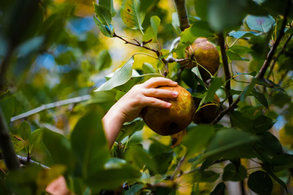 Child picking low hanging fruit